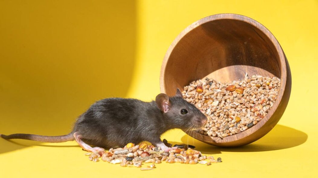 A cute mouse with a long tail is sitting in a grain on a yellow table. Copy space. A plate of food for a pet