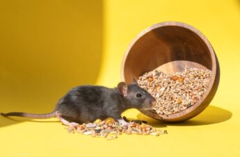 A cute mouse with a long tail is sitting in a grain on a yellow table. Copy space. A plate of food for a pet