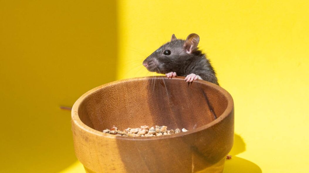 A pet rat looks into a wooden bowl on a yellow table. Stealing food. The gray rat is looking for food