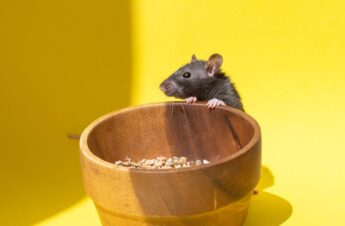 A pet rat looks into a wooden bowl on a yellow table. Stealing food. The gray rat is looking for food