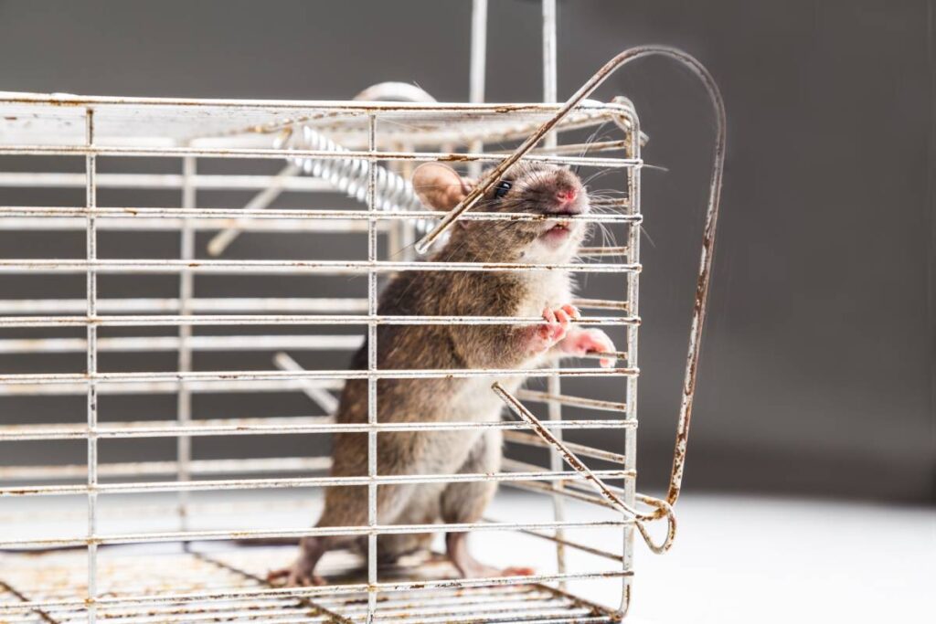 Close up of anxious rat trapped and caught in metal cage