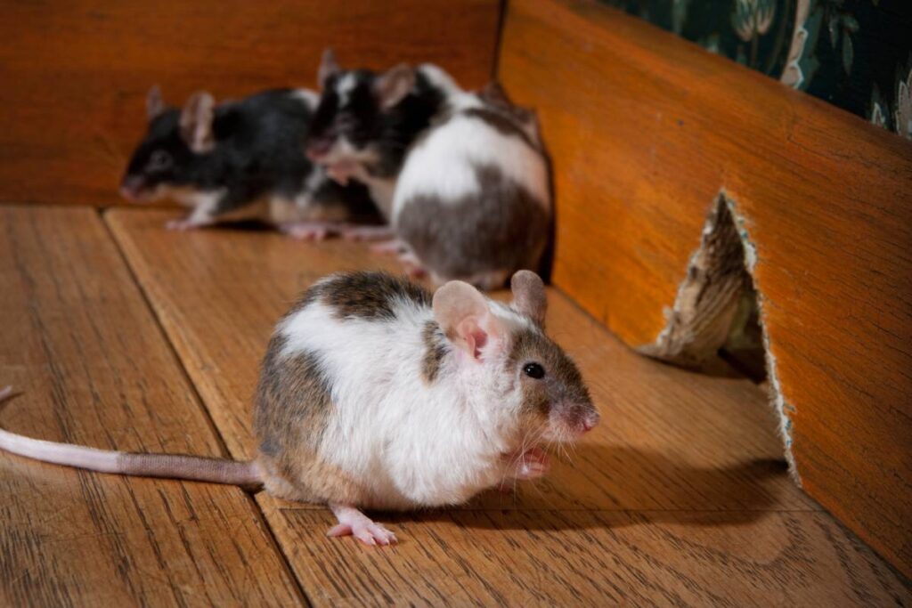 grouf of mice walking in a luxury old-fashioned room, We can see her hole in the background