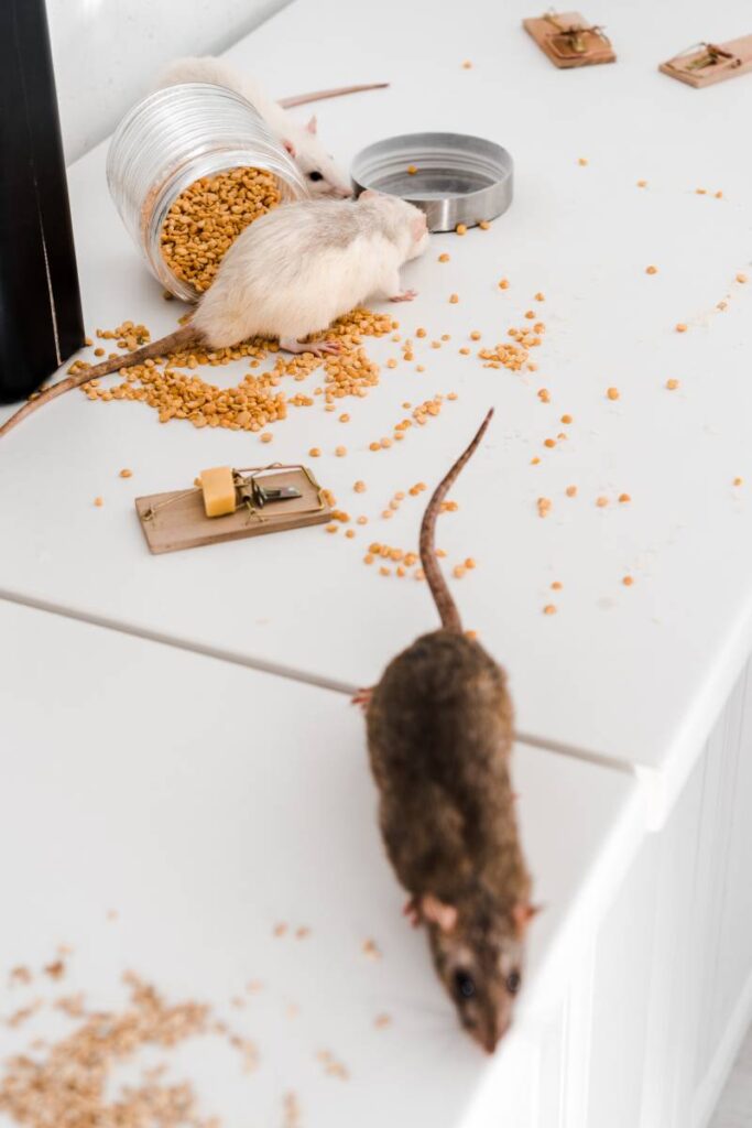 Get Rid of Rodents small rats near glass jar with peas on messy table