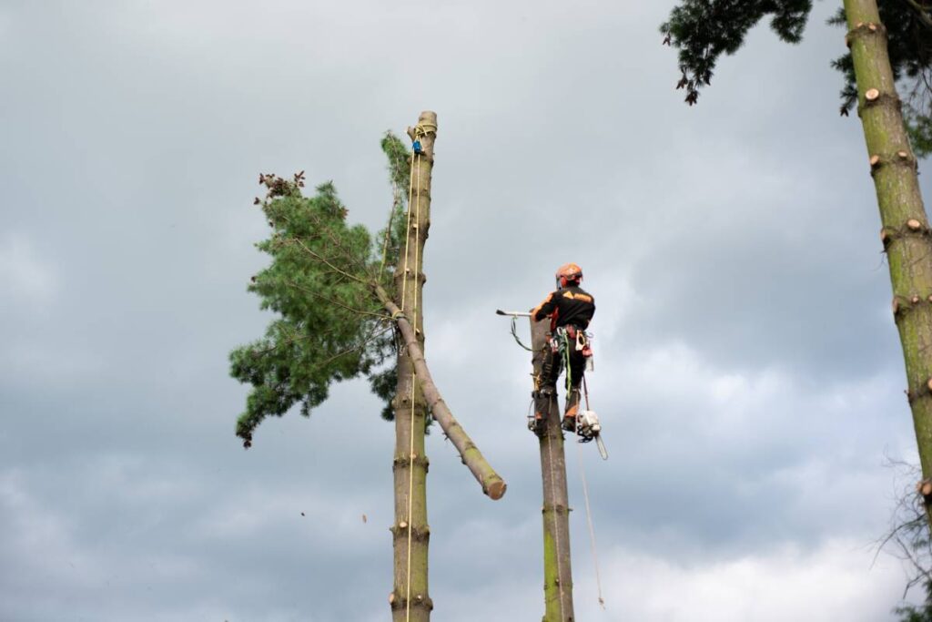 tree lopping and pollarding