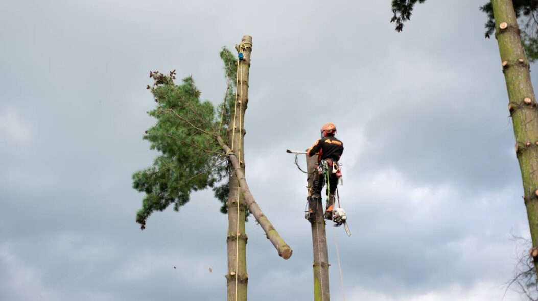 tree lopping and pollarding