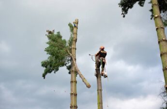 tree lopping and pollarding