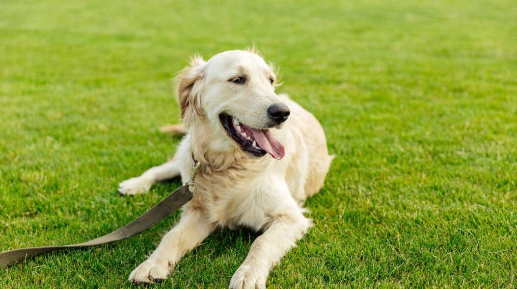 cute golden retriever dog lying on green grass in park