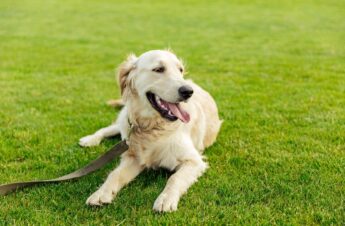cute golden retriever dog lying on green grass in park